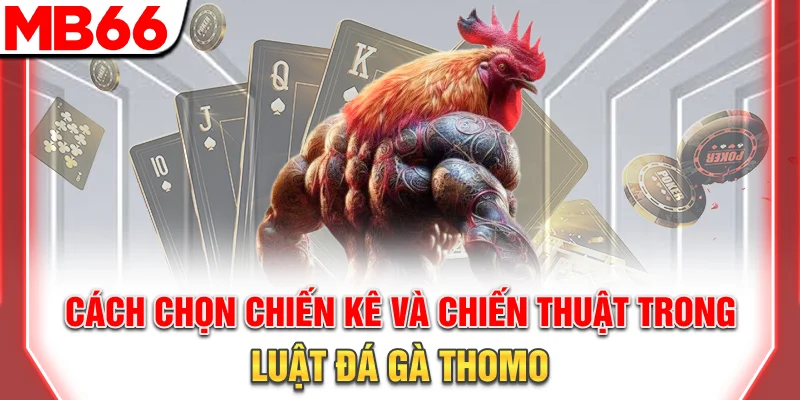 Luật Đá Gà Thomo Chi Tiết Cho Người Mới Cực Đơn Giản 10 Cách chọn chiến kê và chiến thuật trong luật đá gà Thomo