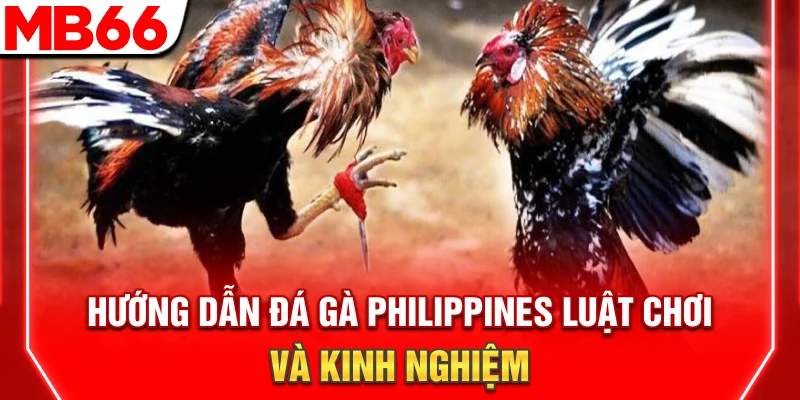 Hướng Dẫn Đá Gà Philippines: Luật Chơi Và Kinh Nghiệm 6 Hướng Dẫn Đá Gà Philippines: Luật Chơi Và Kinh Nghiệm
