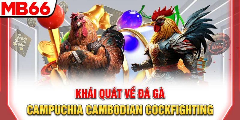 Khái quát về đá gà Campuchia (Cambodian cockfighting)