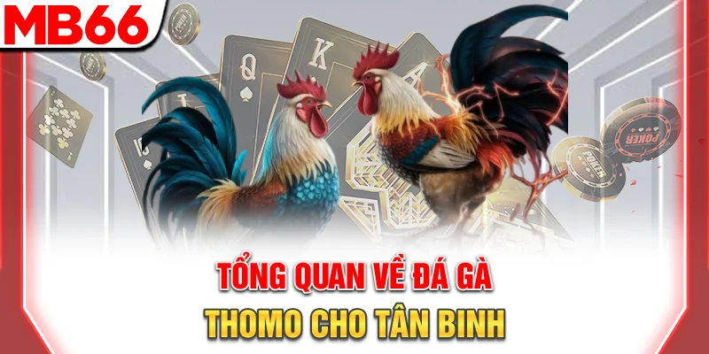 Luật Đá Gà Thomo Chi Tiết Cho Người Mới Cực Đơn Giản 7 Tổng quan về đá gà Thomo cho tân binh